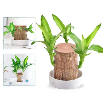 Planta Madeira Brasileira Sorte [COMPRE 1 LEVE 2]