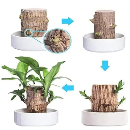 Planta Madeira Brasileira Sorte [COMPRE 1 LEVE 2]
